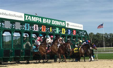 tampa bay downs bookies|Today's Tampa Bay Downs Racing Tips, Predictions & Odds .